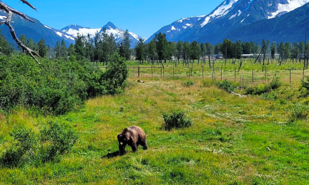 Afraid of bears in Alaska?