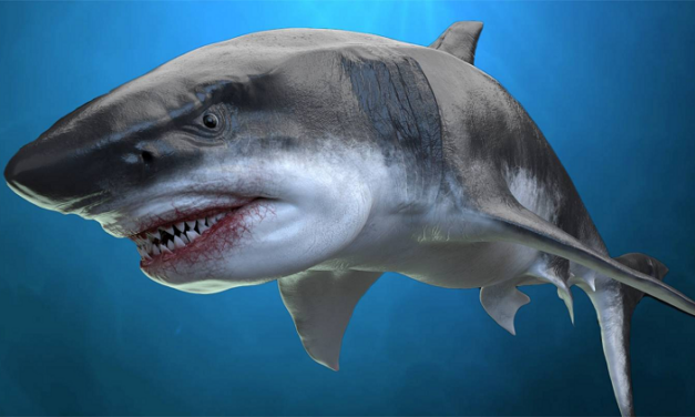 THE SHARK IS ACTUALLY A DUTCH ‘SCHURK’