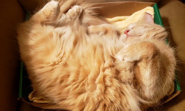 EEN KAT IN DE ZAK