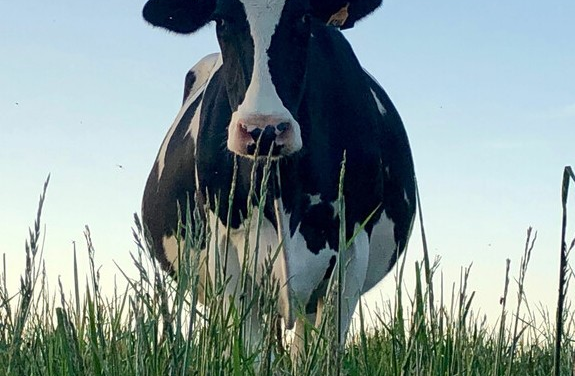 ALL MILK IN USA HAS NL ORIGINS