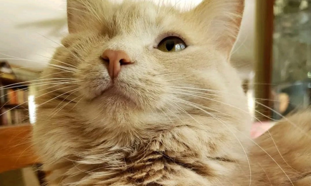 DE CATSKILLS IS GEEN SLACHTHUIS