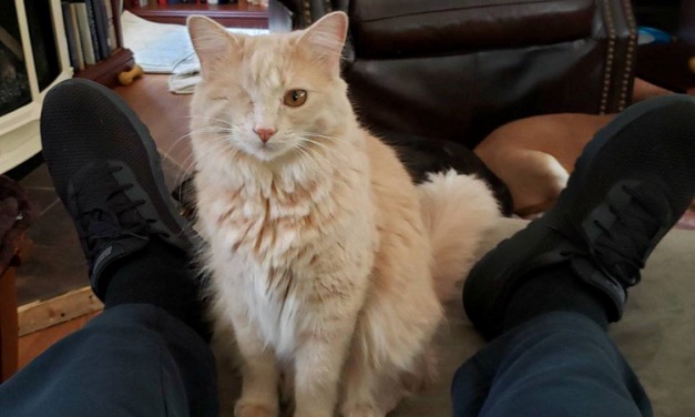 ALL PRESIDENTS HAVE FLAWS; I HAVE PAWS