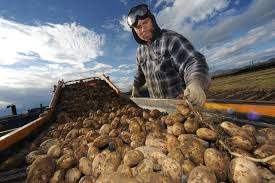 DUTCH TATERS IN ALASKA